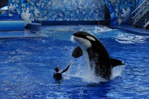 SeaWorld Orlando